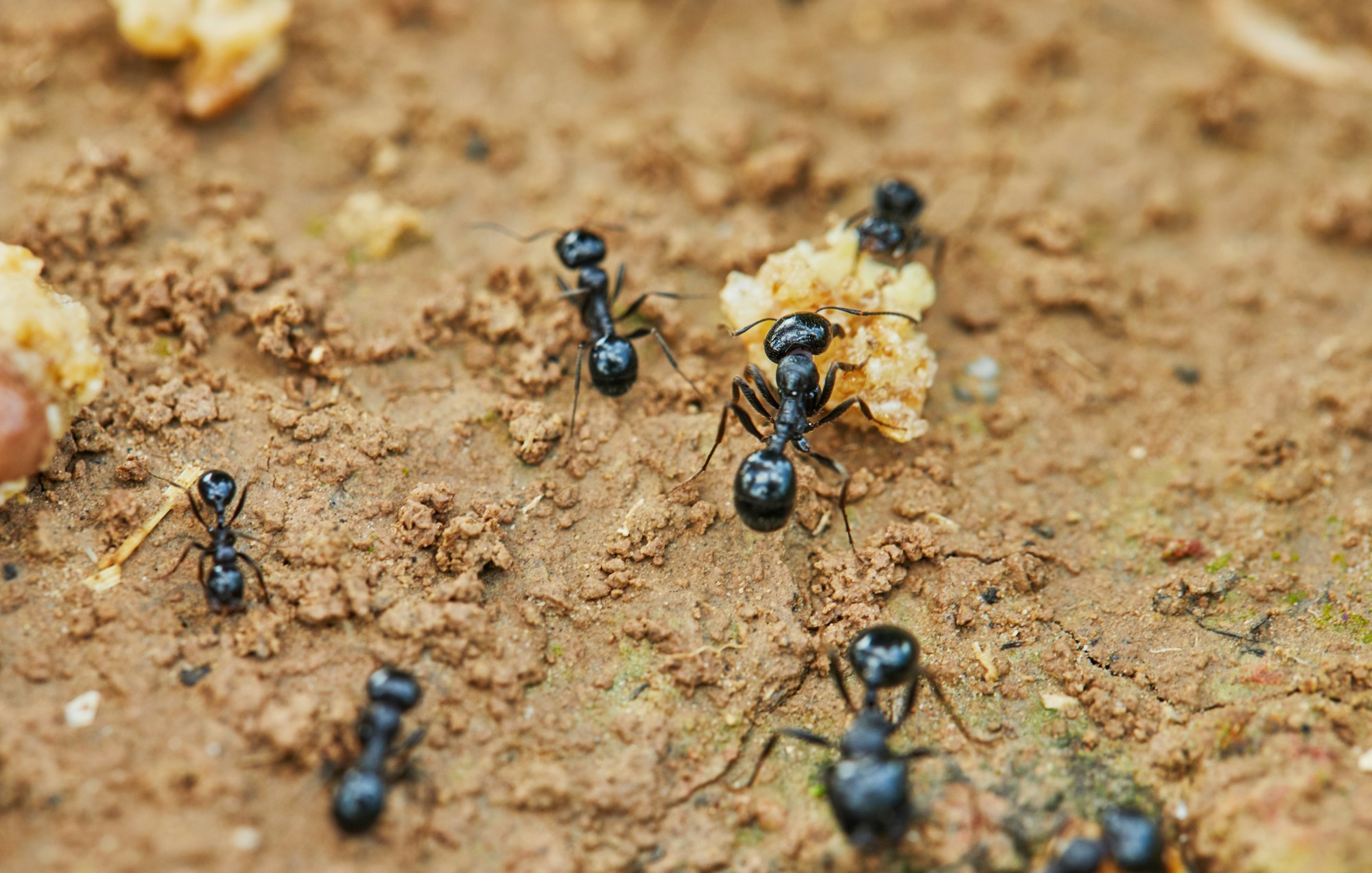 Ants around prey are trying to drag into their home, closeup