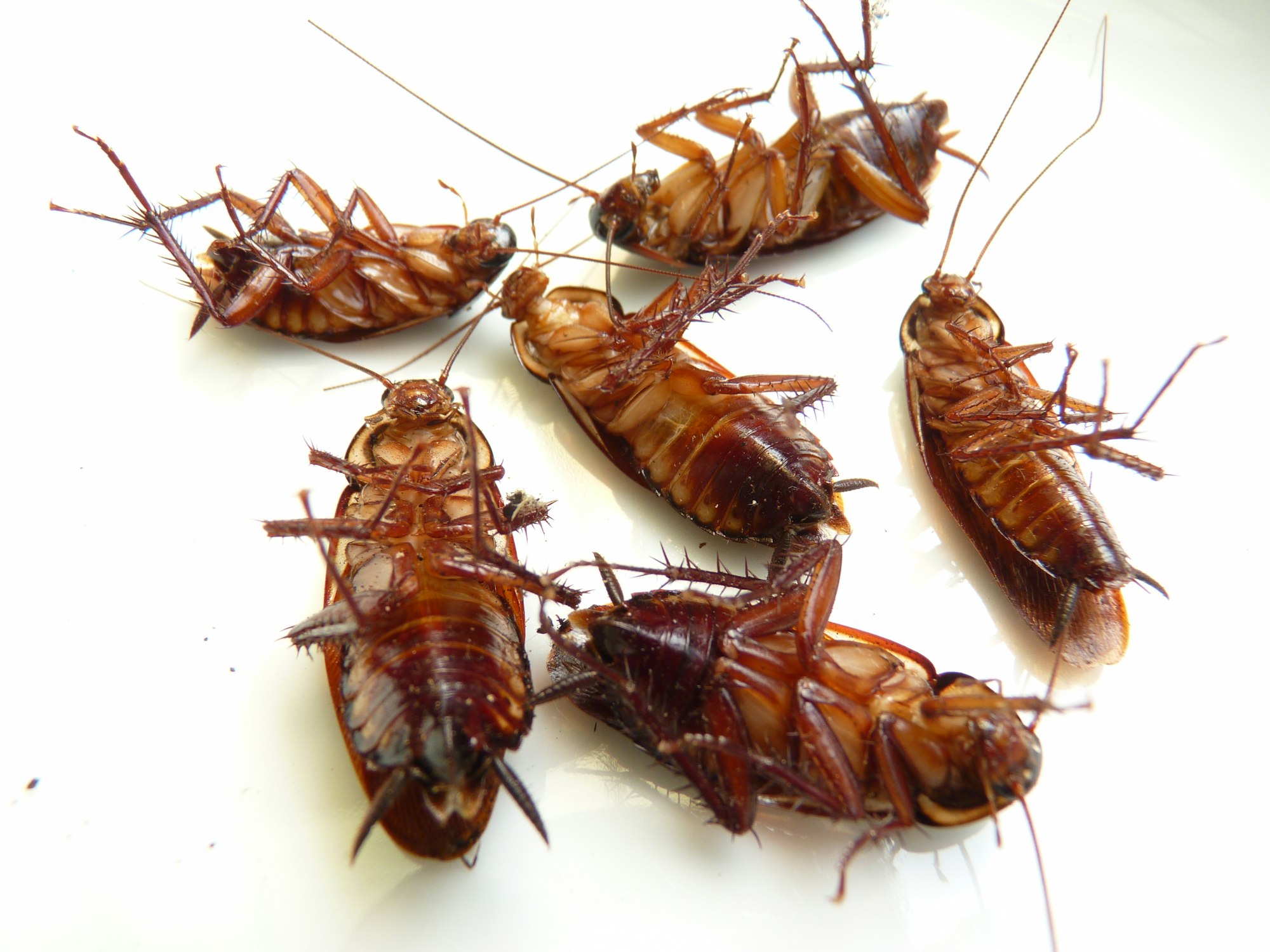 Macro shot of cockroaches on a white surface